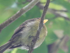 Mitrephanes phaeocercus