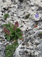 Telesonix heucheriformis