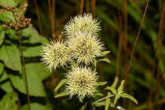 Pycnanthemum