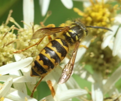 Vespula flavopilosa