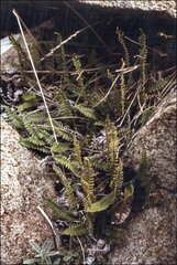 Blechnum penna-marina