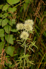Pycnanthemum