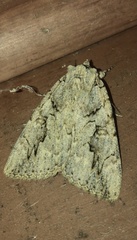 Catocala amatrix