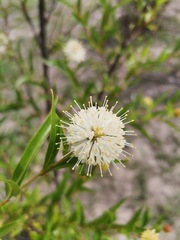 Cephalanthus