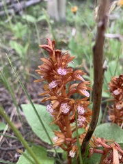 Corallorhiza maculata occidentalis