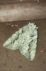 Catocala amatrix