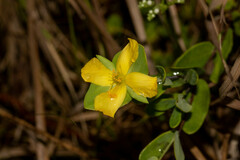 Hypericum crux-andreae