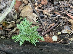 Sceptridium dissectum dissectum