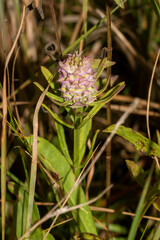 Polygala cruciata