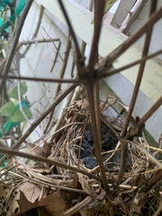 Thryothorus ludovicianus