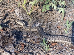Thamnophis elegans vagrans