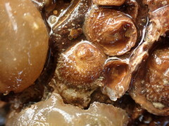 Sigapatella novaezelandiae