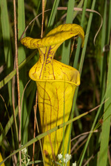 Sarracenia flava