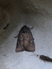 Pseudorthodes vecors