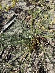 Artemisia campestris