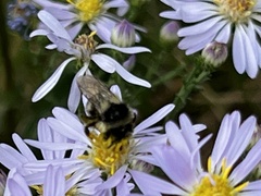 Bombus vancouverensis