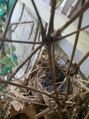 Thryothorus ludovicianus