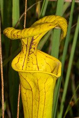 Sarracenia flava