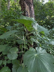 Piper umbellatum