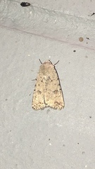 Caradrina clavipalpis