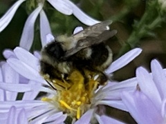 Bombus vancouverensis