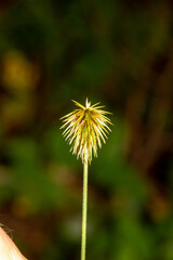 Cyperus plukenetii