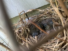 Thryothorus ludovicianus