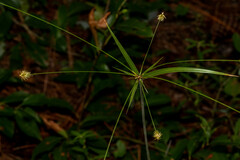 Cyperus plukenetii