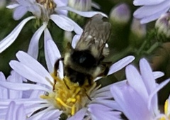 Bombus vancouverensis