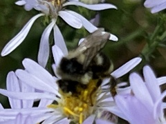 Bombus vancouverensis