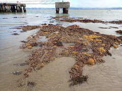 Ciocalypta polymastia