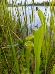 Sarracenia flava