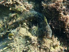 Hypsoblennius gentilis