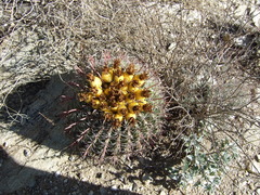 Ferocactus wislizeni