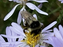 Bombus vancouverensis