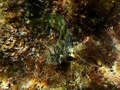 Hypsoblennius gentilis