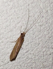 Polycentropodidae