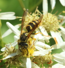 Vespula flavopilosa