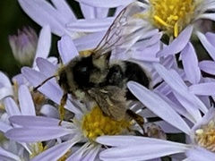 Bombus vancouverensis