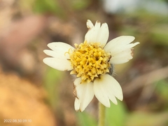 Tridax procumbens
