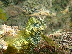 Hypsoblennius gentilis