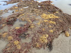 Ciocalypta polymastia