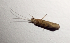 Polycentropodidae