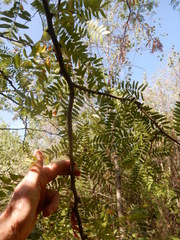 Gleditsia triacanthos inermis