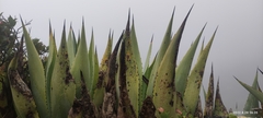 Agave salmiana crassispina