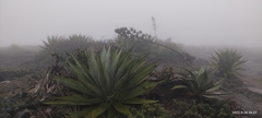 Agave salmiana crassispina