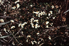 Scaevola hookeri