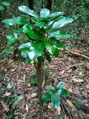 Corynocarpus laevigatus