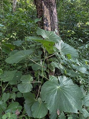 Piper umbellatum