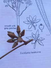 Eucalyptus tereticornis